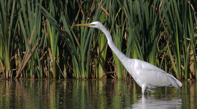 deze grote zilverreiger  was na een uurtje of 2 wachten in de kijkhut eindelijk  binnen lensberiek gekomen, stillentjes verderbewegend  viste hij  overal langs de waterkant