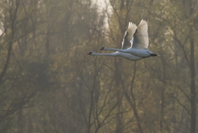 Deelname aan maandopdracht Birdpix. 

Deze twee zwanen die vliegen langs een licht mistige bosrand tegen de ochtend zon in, hierdoor worden de vleugels en het bos mooi herfstachtig belicht.