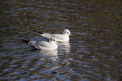 Net een nieuwe lens gekocht een sigma 150-500mm
twijfel nog tussen de 400mm 5.6 van canon.