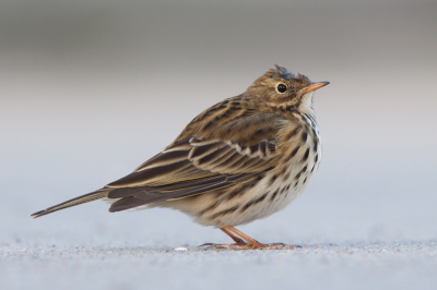 Deze Graspieper was zo moe van al het vliegen dat hij bij de boot naar Helgoland stond te wachten. Dat laatste stukje ging hij liever met de boot want hij kreeg een punthoofd van al dat vliegen.