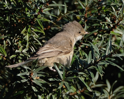 Heel verhaal ingetikt en kwijt. Kortom: volgens mij kan dit alleen een sperwergrasmus zijn.
De plaats geef ik niet vrij, omdat het een zeer kwetsbare plek is (gevaar voor de vogel om te verongelukken.)