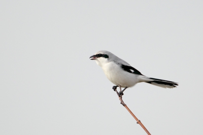 vandaag naar de kraanvogels geweest bij Diepholz Duitsland, moeilijke vogels om redelijk op de plaat te krijgen ondanks hun grootte.
dit was een heel plezierige bijvangst