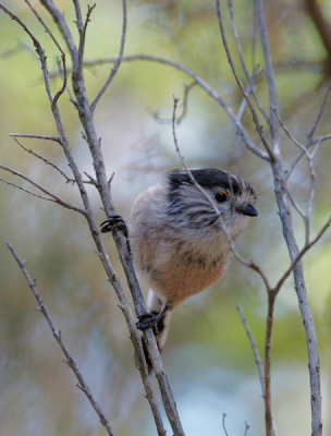 Staartmeesjes vind ik altijd al leuke vogeltjes. Net als baardmannetjes en winterkoninkjes. Kijk die nieuwsgierige oogjes. Jammer van de takken, dat wel, maar dit is de eerst staartmees zo dichtbij mijn lens. Klik!