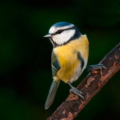 Een veel voorkomend vogeltje in mijn tuin. Misschien een beetje ondergewaardeerd maar in mijn ogen echt een prachtig vogeltje.