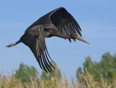 In de kijkhut van de wieden sprak ik een man en die vertelde me dat hij richting Nijeveen een zwarte ooievaar had gezien. Natuurlijk liet ik me dat geen tweede keer vertellen en hup daar gingen we in de auto op zoek naar de zwarte ooievaar. Deze vonden we uiteindelijk. De ooievaar was druk bezig met zoeken naar voedsel langs een weiland aan de rand van een maisveld en kwam rustig dichterbij. Een stelletje was gezellig aan het picknicken en keken rustig mee. Een paar fietsers kwam langs en de vrouw kreeg opeens door wat ik aan het fotograferen was. He, een zwarte ooievaar riep ze LUID!! En ja hoor, daar ging hij op de wieken. Nog in alle haast de camera kunnen richten op de ooievaar en gelukkig deze foto kunnen maken.