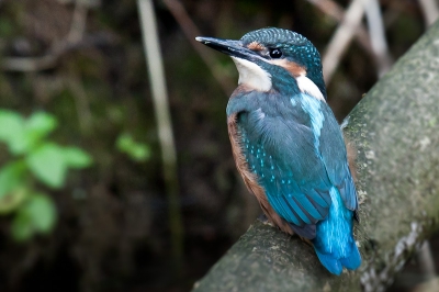 Het juiste moment. Deze ochtend bleef het ijsvogeltje langer dan gebruikelijk zitten. Het bleek een jong ijsvogeltje te zijn. Ik had nog nooit een jong ijsvogeltje gespot en meende dat die wel afwijkend zouden zijn van de ouders. Dat ze ze ook, iets kortere snavel en iets minder groot en minder gekleurd, maar dat valt niet direct op. Naast de videocamera die stond te draaien toch ook maar even mijn fototoestel gepakt.