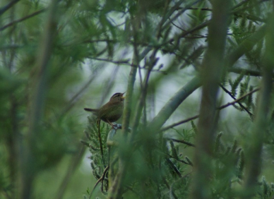 Ik hoorde het winterkoninkje wel, maar zag hem in eerste instantie niet. Opeens kwam hij in mijn vizier en kon dit mooie plaatje schieten. Het winterkoninkje waant zich onbespied.