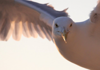 Terug op de boot van Texel naar Den Helder met de ondergaande zon. Het was een mooi licht om de meeuwen vast te leggen met deze in de camera kijkend.