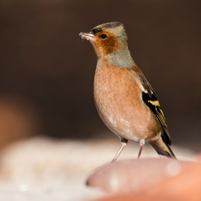 Rustig liggend langs een strandje liepen diverse trekvogels langs de vloedlijn te zoeken naar voedsel. Waaronder deze mooi gekleurde mannetjesvink, die vlakbij kwam. Vierkante uitsnede gekozen om de markante rechtophouding het best uit te laten komen.