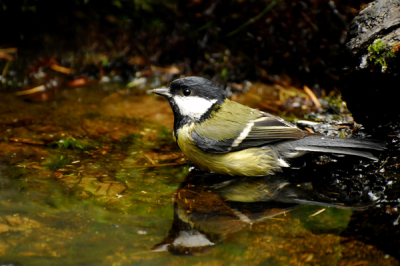 vanuit een vogelhut genomen 
dit is mijn eerste foto op deze site