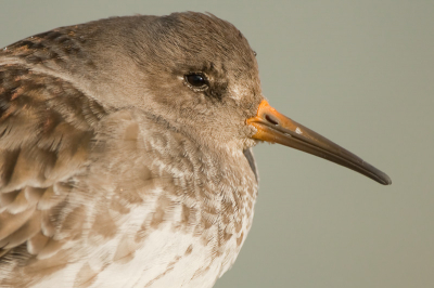 Zoals jullie hebben kunnen zien ben ik de laatste tijd veel portretjes aan het schieten. Ik wil met deze foto's zoveel mogelijk details van de snavel, veren en het oog laten zien. Je ziet zo heel goed hoe mooi de vogel eigenlijk is.

Deze keer een lichtere achtergrond en een warm zonnetje die voor korte tijd door de wolken brak.
Ik zie nog verbetering in de houding van de kop, dus voorlopig zijn jullie nog niet van m'n portretjes af. :)