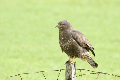 Buizerd zat achter het raster in het gras te plukken aan een muis. Toen ik een foto maakte vond hij het veiliger op een vluchthonk te gaan afwachten.