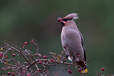 Tegen het geweld wat Arie laat zien kan ik niet op, maar ook ik heb me vandaag vermaakt met de pestvogels op Terschelling. Rustig gewacht op een plekje waar ze regelmatig terugkwamen en uit eindelijk voor deze foto gekozen.
Wat me opviel is dat ze elkaar bessen geven al was het in de baltstijd.