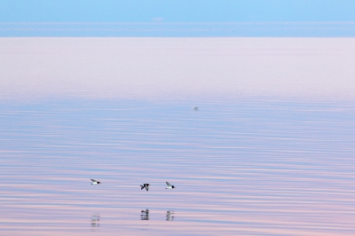 Vorige week zondag was het een magische dag op de Wadden: prachtig licht en windstil. De tweede keer dat ik dit meemaak. De Waddenzee was een grote spiegel. Overdag was het lastig fotograferen, maar toen de zon onder was, was het even magisch!