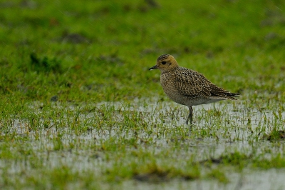 Het is niet altijd mooi weer op Terschelling.. Ook daar giet het weleens van de regen.