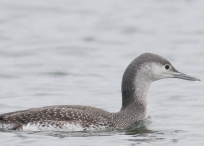 Hierbij een 100% crop van de EF 400 mm f5.6 L USM met de EF 1.4 extender II met afgeplakte contactpunten, handmatig scherpgesteld. Crop is onbewerkte uitsnede uit de JPEG gegenereerd vanuit RAW, geen verscherping of contrastlevel aangepast. O ja, hier heb ik niet gediafragmeert, dus volle opening (is f8: f5.6 x 1.4). Door afplakken van contacten wordt dus een foutieve diafragmawaarde aangegeven, dus f5.6, maar het is dus f8.