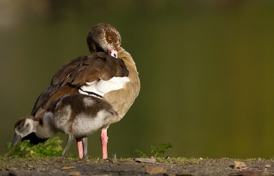 moeder gans was op stap met haar kroost, het leek me wel wat hebben tegen de groene reflectie van het water op de achtergrond.