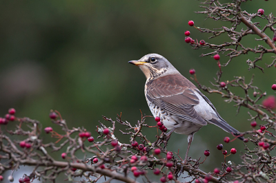 Terwijl ik aan het wachten was op de terugkeer van de pestvogels werden deze besjes ondertussen ook niet versmaad door vele lijsterachtigen. Deze  kramsvogel ging er  mooi voor gaat zitten.