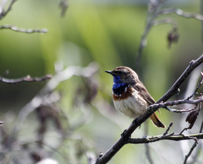 Ik zat weer eens in mijn foto's te bladeren en toen kwam ik deze tegen. Ik vond het wel een leuke foto's op birdpix.  Ik hoor graag jullie commentaar.