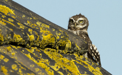 Nog een foto van de steenuil die ik laatst heb kunnen fotograferen, hier zit hij op het dak van een schuurtje en kijk op omdat hij het geluid van de sluiter hoorde.