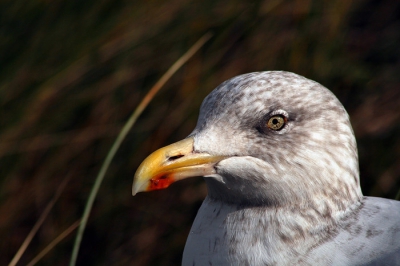 Tijdens het kijken over zee vanuit de duinen met de scoop kwam deze zilvermeeuw naast ons zitten. Al tijgerend bij een goed punt gekomen om het licht mooi op de kop te hebben. Daarna een aantal mooie close-ups kunnen maken.
Ik ben zeer tevreden met deze foto!