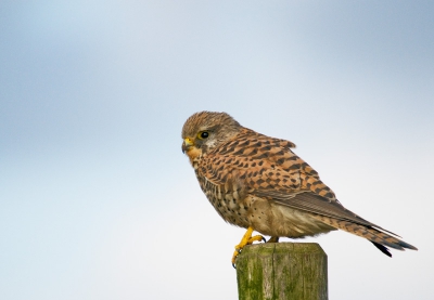 Deze torenvalk bleef een keertje gewoon zitten toen ik vlak in de buurt kwam om het valkje op de foto te zetten.