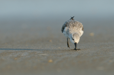 Wat een heerlijke hobby hebben wij. Wat een uitdaging om steeds weer te proberen om "anders dan anders" een beeld vast te leggen, zelfs van een vogelsoort die in sommige ogen "gewoon" is.  Ik vind het schitterende vogels. Nadeel is dat er een verslavende werking vanuit gaat..
