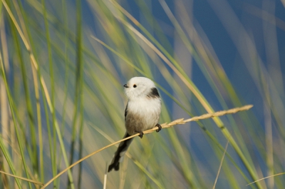 A nice situation to find this bird in the gras close to the beach!
