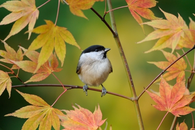 Het is altijd fijn als een vogeltje meewerkt en daar gaat zitten waar je gehoopt hebt, ook al moet je er lang voor wachten.