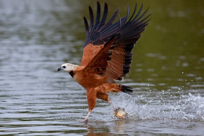 In de Pantanal de moerasbuizerd vaak gezien vanuit de boot. M'n vaders 1Ds is niet zo snel maar het lukte toch om een pakmoment vast te leggen.