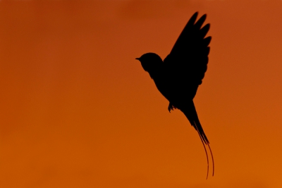 Deze Zwaluw had een vast aanvlieg patroon en bleef steeds op de zelfde plek even een paar seconde hangen. Een mooie kans om hem in het mooie avondrood vast te leggen.