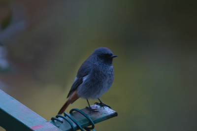 Simply from my window, there was a poor light. At this momente we have not many migrants, maybe for weather conditions still good in west Europe. I hope you enjoy my photo