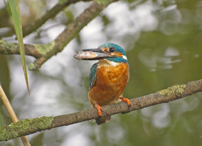 300mm
f5.6
1/250
iso1600 was vrij donker weer en  regenachtig weer onder en dan nog eens onder een wilgenboom dit heeft mij doen besluiten om een hoog iso waarde in te zetten.