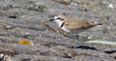 Tussen de basaltblokken op de Scheldedijk vallen strandplevieren niet op. Wandelaars en fietsers gaan er dan ook massaal aan voorbij. Om deze foto te kunnen maken had ik veel geduld nodig. Ik wilde immers de plaats van deze prachtige inmiddels erg schaarse vogels niet verraden.
