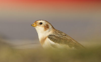 Sneeuwgorzen blijven fijne vogels om te fotograferen,
plat op mijn buik met als achtergrond de vuurtoren.