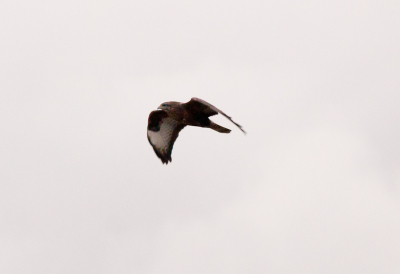 de vogel vloog heel laag over het duin, kan niet goed zien wat het is, wie kan mij helpen