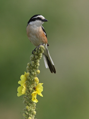 Masked Shrike are bush-relevant birds and most of the time thay prefer to land in the shade. 
To get this shot i follow the classic strategy -  I spent time to watch this male and found his favorite hunting  perch. Lucky me, the perch was this beutiful Verbascum.