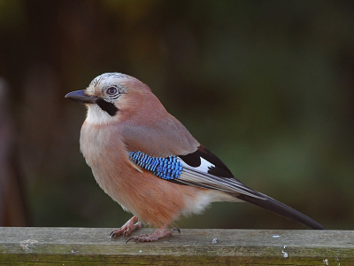 Deze Gaai streek neer in mijn achtertuin vanmiddag. Ik heb een aantal aardige foto's kunnen maken. Ik heb deze gekozen om te plaatsen vanwege de schijnbaar geamuseerde blik van deze 'vrolijke kwajongen'.....