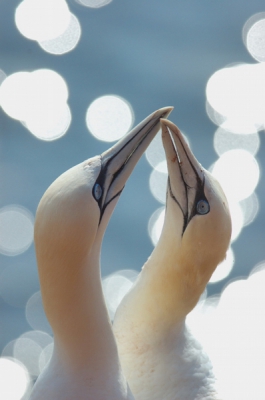 Samen met een vogelvriend naar Helgoland. Zaterdag 's middags eindelijk zon. Tegenlicht geeft het glinsterende effect.