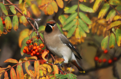 Voor de eerste keer deze vogel gespot. wat een pract dier!