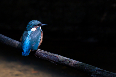 Ook deze wil ik graag laten zien en is ook in Juli geschoten. Het jonge ijsvogeltje gaat even mooi in de zon zitten.