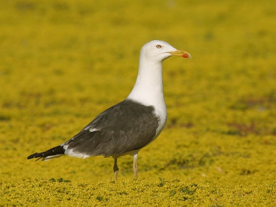 Vond deze compositie van een Kleine mantel in een 'zee van muurpeper' wel leuk. Die volledig gele achtergrond geeft op het eerste zicht een artificiele look maar is nochthans volledig natuurlijk.