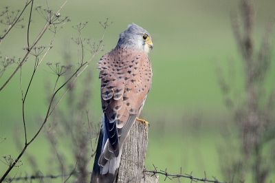 Niet het mooiste weer maar toch wat foto's van de Torenvalk kunnen maken.