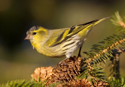 Wat is een walhalla voor 50 sijzen...? Een fijnspar met 5000 kegels van top tot teen... Wat is een walhalla voor een natuurfotograaf..? Dezelfde boom. In week 41 kon ik iedere dag aan het eind van de middag daar lekker een uurtje in het zonnetje staan. In Falsterbo normaal 30.000 sijzen per jaar...dit jaar al meer dan 190.000 stuks...en dit is er eentje van. Misschien is ie inmiddels in Nederland...