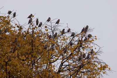 Erg leuk!! Een groep van ongeveer 60 Pestvogels die op insekten aan het foerageren waren.