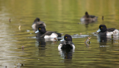 De foto is vanaf een statief gemaakt op een steiger bij de Tenellaplas.
Hier komen de kuifeenden nog redelijk dichtbij.