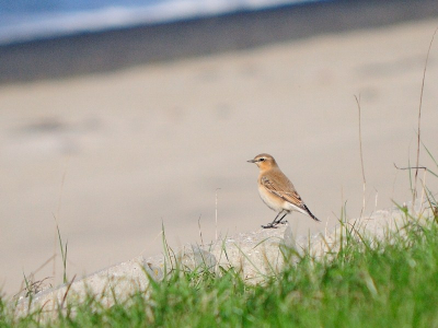 Ik was over de zee aan het kijken, toen ik opeens deze tapuit zag. Hij ging even op een steen zitten zodat ik een leuke foto kon maken