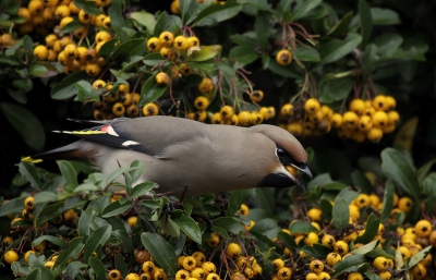 Net als vele andere fotografen op de pestvogels in Pijnacker afgegaan. Na 90 % verwijderd te hebben blijven er toch nog wat mooie foto's over waaronder deze.