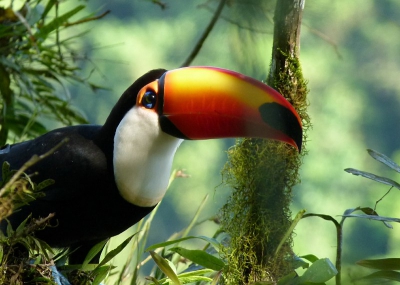 Bij het bekijken van de watervallen van Iguazu in Argentini zie ik tussen de bomen de Reuze Toekan. Ik moet wel toegeven dat de gids de vogel het eerst zag.
