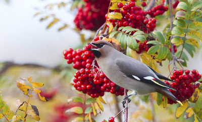 De pestvogels zochten vandaag de groenste bomen uit om daarvan de bessen te eten.